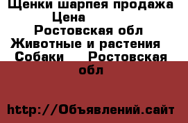 Щенки шарпея продажа › Цена ­ 10 000 - Ростовская обл. Животные и растения » Собаки   . Ростовская обл.